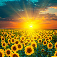 Sonnenblume Malen Nach Zahlen Diy Handgemalt Kit Für Anfänger Erwachsene Anfänger DS101549985