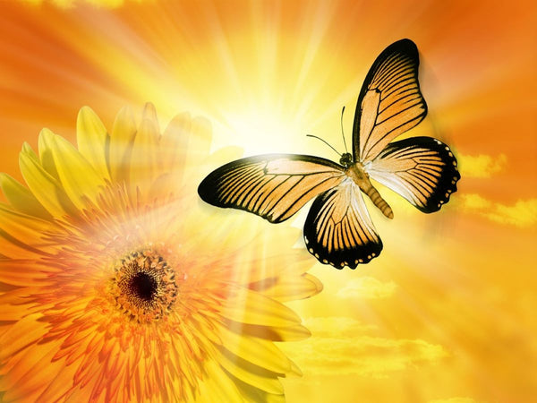 Schmetterling Malen Nach Zahlen Diy Handgemalt Kit Für Anfänger Erwachsene Anfänger DS25554673