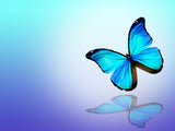 Schmetterling Malen Nach Zahlen Diy Handgemalt Kit Für Anfänger Erwachsene Anfänger IT531315629