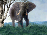 Elefant Nach Zahlen Diy Handgemalt Kit Für Anfänger Erwachsene Anfänger PX1693282