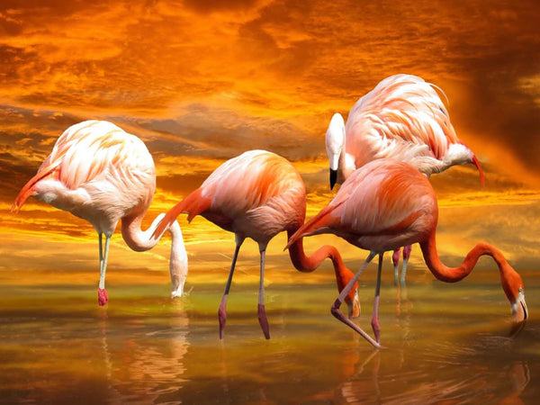 Flamingo Malen Nach Zahlen Diy Handgemalt Kit Für Anfänger Erwachsene Anfänger PX3624433