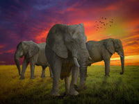 Elefant Malen Nach Zahlen Diy Handgemalt Kit Für Anfänger Erwachsene Anfänger PX4699717
