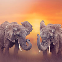 Elefant Malen Nach Zahlen Diy Handgemalt Kit Für Anfänger Erwachsene Anfänger SS1492186832