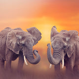 Elefant Malen Nach Zahlen Diy Handgemalt Kit Für Anfänger Erwachsene Anfänger SS1492186832